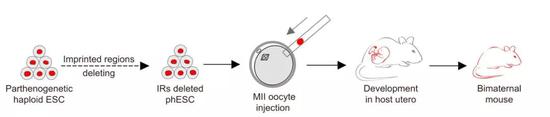 孤雌单倍体干细胞经过基因编辑后注入卵母细胞中，能够发育成个体