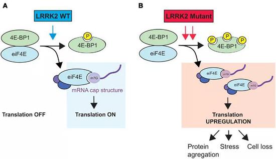 突变使LRRK2被过度激活，引发细胞毒性