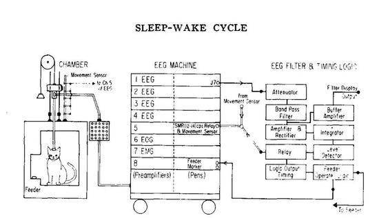 猫猫的睡眠测定 (图片来源:Lucas, E。 A。, & Sterman, M。 B。 (1974)。 The polycyclic sleep-wake cycle in the cat: Effects produced by sensorimotor rhythm conditioning。 Experimental Neurology, 42(2), 347–368。 doi:10.1016/0014-4886(74)90032-6 )