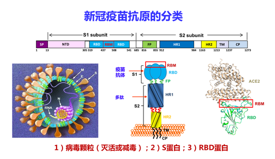 新冠疫苗抗原的分类