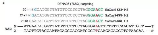 ▲经过优化的CRISPR-Cas9特异性靶向人类TMC1突变细胞中的单个碱基突变（图片来源：参考资料[1]）