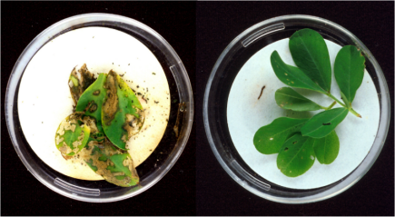 野生型（左）和转基因型（右）花生同时暴露于玉米螟幼虫，图源Wikipidia
