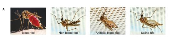 研究人员让蚊子尝试了多种不同的食物，并评估它们的食欲在进食后是否会消退（图片来源：《细胞》；Alex Wild）
