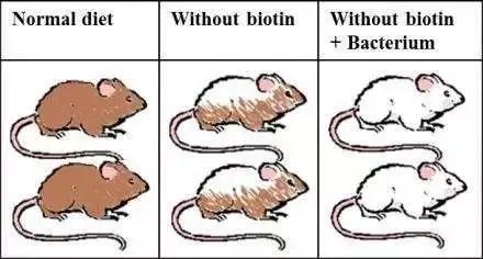 通过日本人对小鼠的尝试，发现乳杆菌细菌可能是秃发的原因（插图：Kenneth Klingenberg Barfod）