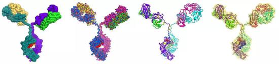 抗体示意图