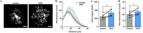 ▲使用DEX模拟慢波睡眠状态，小胶质细胞的分枝迅速扩张（视频来源：参考资料[1]）
