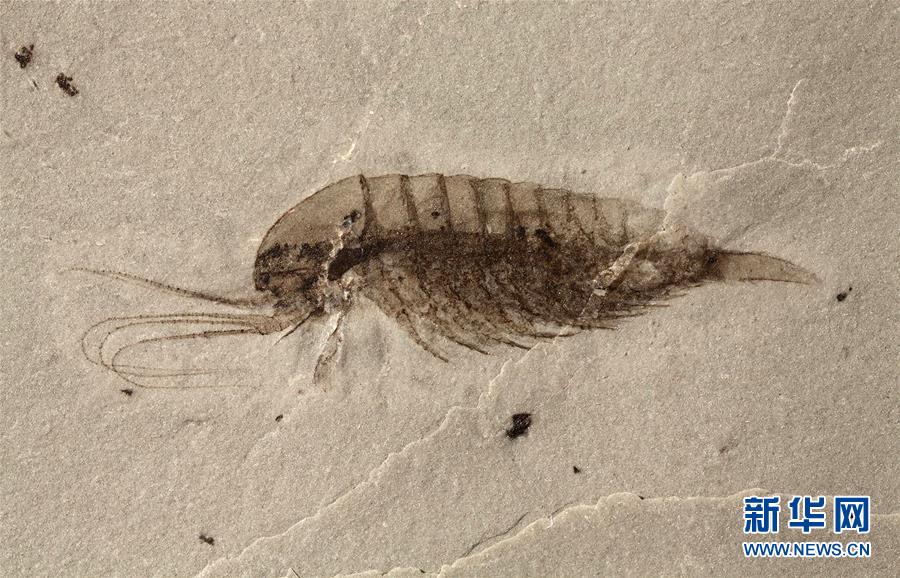 “清江生物群”中发现的林乔利虫化石。新华社发（西北大学供图）
