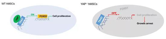  YAP-FOXD1信号通路调控细胞衰老的机制