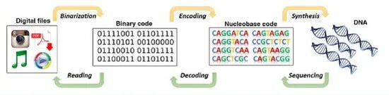 数据信息可以存储在DNA中，也可以反过来从DNA中读取数据信息。|来自网络