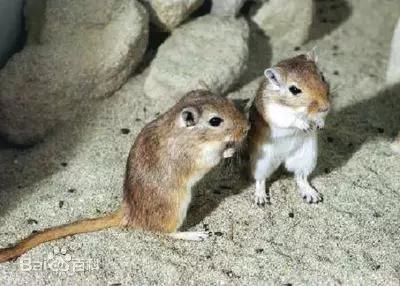 图8。 长爪沙鼠Meriones unguiculatus(图片来源:搜狗图片)