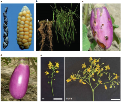 图a，玉米祖先大刍草（左）与经过几千年驯化后的玉米（右）；图b，sub1a-1基因赋予了水稻抗涝性（被淹后恢复两周）；图c-d，普通茄子（c）与Bt茄子（d）；图e，野生型番茄的花与经Cas9靶向突变MULTIFLORA基因座后番茄的花，图源Nature Food