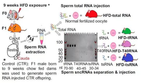 ▲实验示意图：母鼠喂食高脂饮食后，从子代获取精子tsRNA，注射到正常受精卵获得“高脂饮食-tsRNA“后代（图片来源：参考资料[1]）