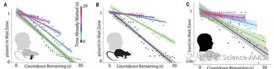 图2 已经耗费的等待时间越长，小鼠（A）、大鼠（B）及人类被试（C）选择继续坚持等待的概率也随之增加。