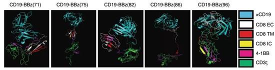 CD19-BBZ(71)为原版，其他为突变体