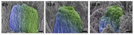 不同再生时期，人牙釉质的扫描电镜图片（6小时，12小时和48小时）。蓝色区域是天然牙釉质，绿色区域是修复后的牙釉质。黑色标尺为1微米。