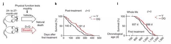 ▲这两种药物的组合（红色）能延长小鼠的生命（图片来源：《Nature Medicine》）
