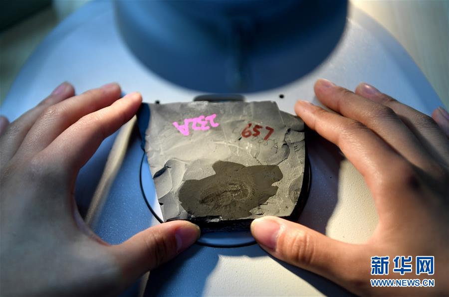 西北大学地质学系的学生用显微镜对“清江生物群”中的化石进行观察研究（4月8日摄）。新华社记者 刘潇摄