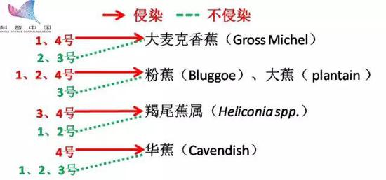 香蕉枯萎病4个生理小种（1-4号）对香蕉的侵染情况