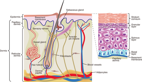 小小的毛囊，结构也是复杂得很（图片来源：Development， Growth & Differentiation）