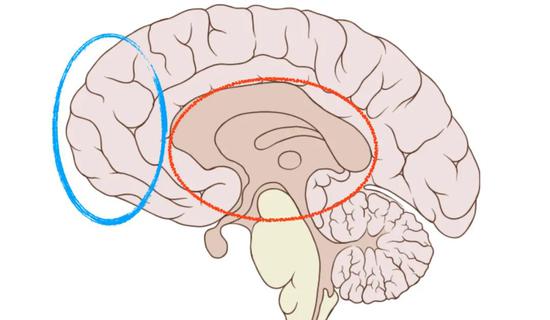 从PFC（约在蓝圈内）到边缘区域（约在红圈内）的环路，或许能解答抑郁症的谜团。原图来源：Patrick J。 Lynch，Wikimedia Commons。制图：罗丁豪