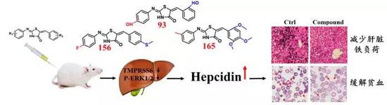 图1 噻唑烷酮类化合物通过增加铁调素(Hepcidin)表达来阻止铁负荷与改善贫血