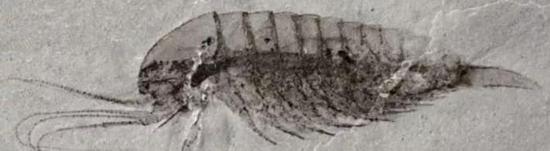 林乔利虫（Leanchoilia sp）这块化石展示出非常精细的结构细节，包括大量附肢。