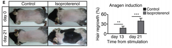 而如果给小鼠多来点异丙肾上腺素刺激，就会加速生发了，这可不是斑秃……