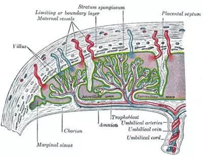 胎盘解剖结构。图源:histology-world.com
