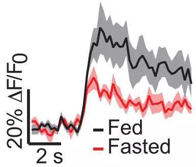 吃饱的小鼠HLA Vglut2神经元对进食的响应比饥饿的小鼠大