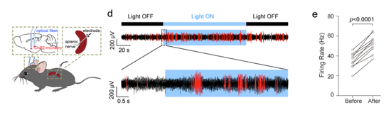  光遗传学的方法检验CRH神经元对脾神经的调控