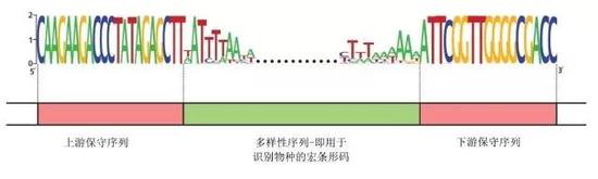 用于识别物种的DNA宏条形码结构(图片来源:参考文献5)