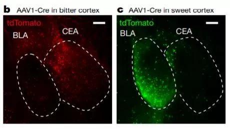 基于苦味（左）和甜味（右）做出反应的脑区是独立的（图片来源：《自然》）