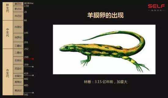 先有鸡还是先有蛋?我敢肯定地告诉你先有蛋