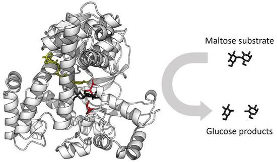 葡萄糖苷酶的结构示意图，来源：Thomas Shafee PhD thesis， CC BY 4.0