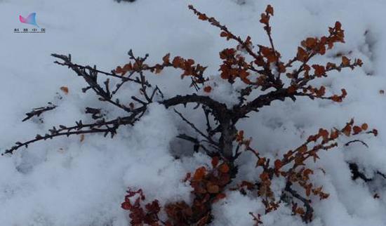 图5：格陵兰东海岸秋天的“梅花欢喜漫天雪”（高登义拍摄）