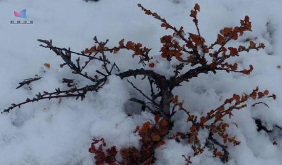 图5:格陵兰东海岸秋天的“梅花欢喜漫天雪”(高登义拍摄)