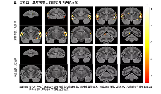 家中有“婴儿”，能促进狨猴利他