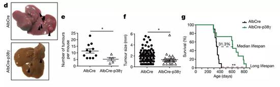 ▲敲除p38γ的肝癌小鼠，其肿瘤的数目和尺寸都有所减少，生存期也更长（图片来源：《自然》）