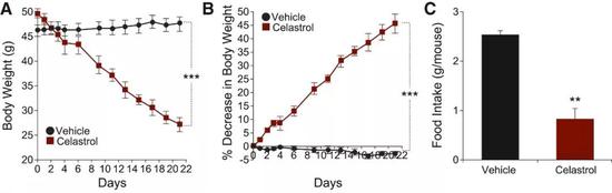 注射雷公藤红素后，小鼠体重变化（A、B）以及第一周进食量对比（C）上图：注射组；下图：口服组