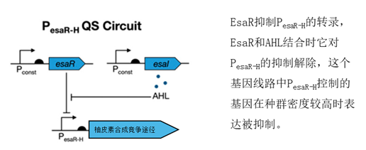  控制柚皮素合成竞争途径的基因线路（修改自Christina V。 Dinh et al。， 2019）