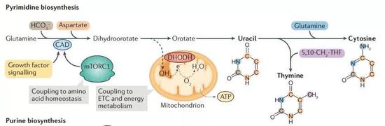  ▲在嘧啶合成途径中，DHODH是一种关键的酶（图片来源：参考资料[4]）
