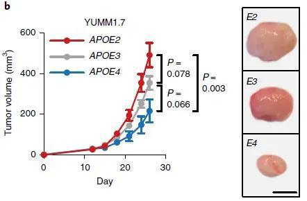 ▲黑色素瘤模型小鼠中，携带不同APOE，肿瘤进展有了明显差异（图片来源：参考资料[1]）