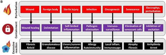 各种局部变化（红色）在得到遏制（紫色）和过度激活（黑色）的情况下对健康产生不同的后果