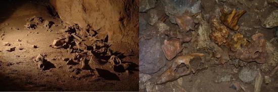 左：洞熊经常在冬眠期间死亡，使得其冬眠的洞穴中充满了数百只洞熊的骨头（Andrei Posmoșanu）；右：冰河时代在洞熊冬眠洞穴中发现的骨头（Marius Robu）。