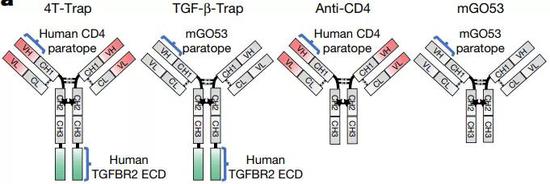 AT-Trap和抗CD4抗体以及抗非靶向CD4的TGF-β抗体的结构对比