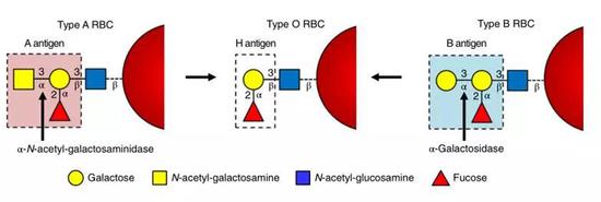 A（左）、O（中）、B（右）三种血型中红细胞表面糖蛋白结构