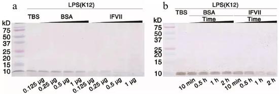 lFVII水解大肠杆菌K12 LPS