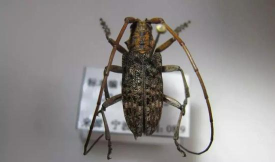 松墨天牛(Monochamus alternatus)是松材线虫在我国传播的主要帮凶,该种所在的墨天牛属亦有多种可携带并传播松材线虫。来源:宁波出入境检验检疫技术中心