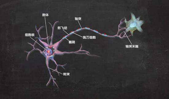 神经细胞结构示意简图。| 图片设计：雯雯子；素材来源：BruceBlaus/Wikicommons