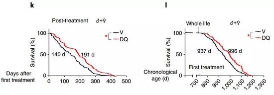 服用了D+Q的年老小鼠健康地活了更长